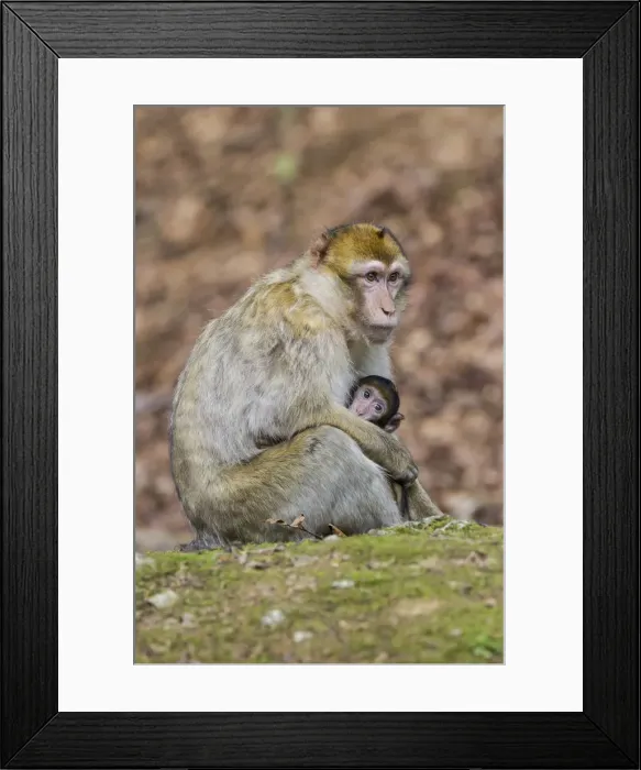 Framed Print : Barbary Macaque -Macaca sylvanus-, adult with young, captive Framed Print : Barbary Macaque -Macaca sylvanus-, adult with young, captive