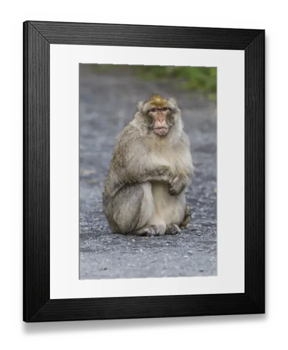 Framed Print : Barbary Macaque -Macaca sylvanus-, adult, captive Framed Print : Barbary Macaque -Macaca sylvanus-, adult, captive