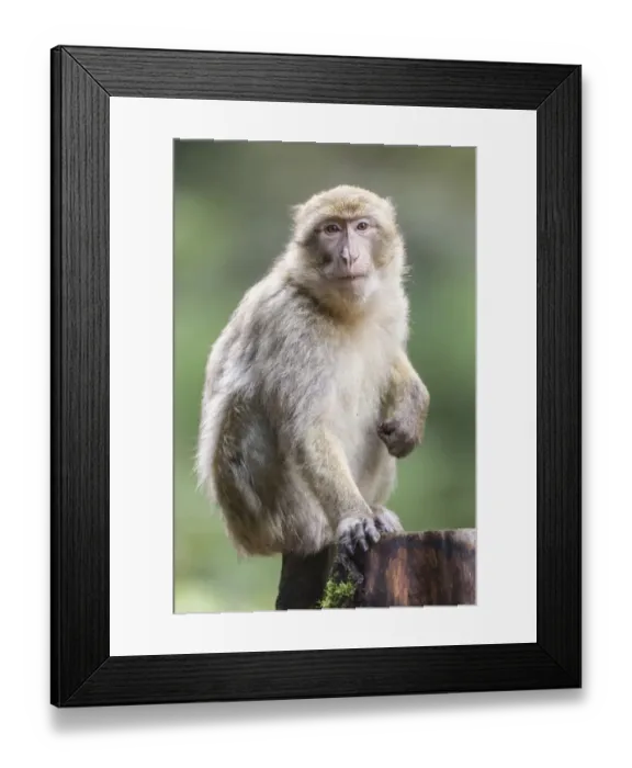 Framed Print : Barbary Macaque -Macaca sylvanus-, adult, captive Framed Print : Barbary Macaque -Macaca sylvanus-, adult, captive