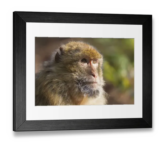 Framed Print : Barbary Macaque -Macaca sylvanus-, adult, captive Framed Print : Barbary Macaque -Macaca sylvanus-, adult, captive