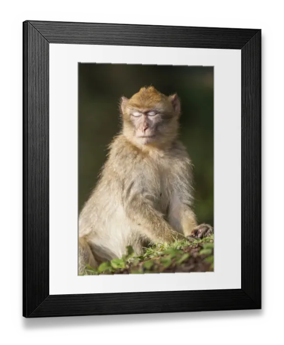 Framed Print : Barbary Macaque -Macaca sylvanus-, adult, captive Framed Print : Barbary Macaque -Macaca sylvanus-, adult, captive