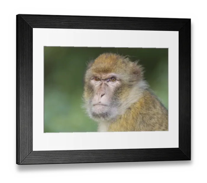Framed Print : Barbary Macaque -Macaca sylvanus-, adult, captive Framed Print : Barbary Macaque -Macaca sylvanus-, adult, captive