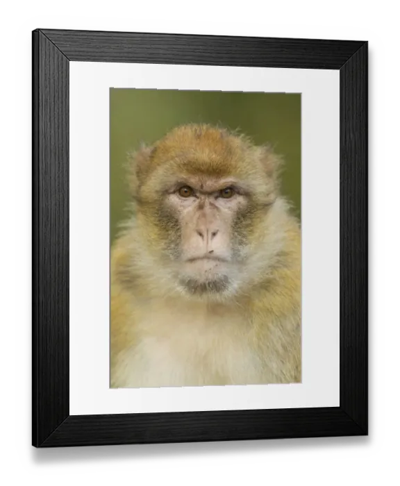 Framed Print : Barbary Macaque -Macaca sylvanus-, adult, captive Framed Print : Barbary Macaque -Macaca sylvanus-, adult, captive