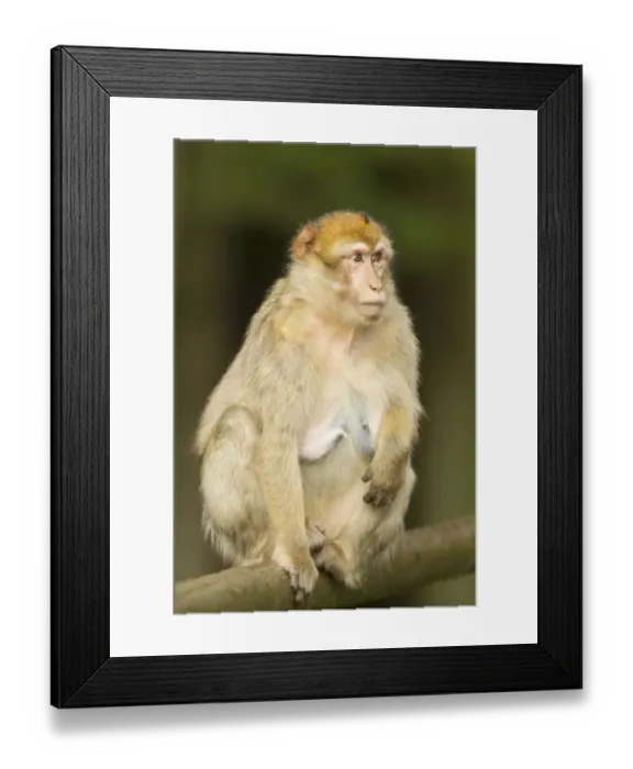 Framed Print : Barbary Macaque -Macaca sylvanus-, adult, captive Framed Print : Barbary Macaque -Macaca sylvanus-, adult, captive