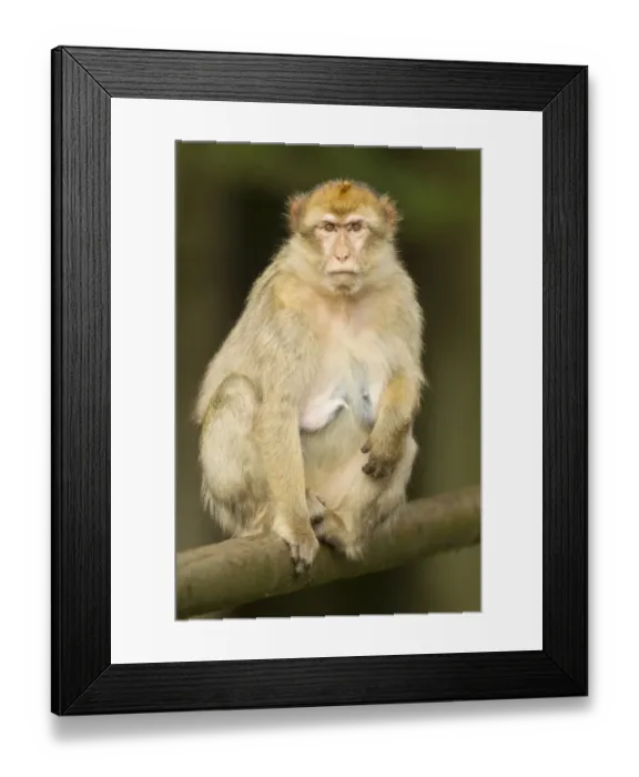 Framed Print : Barbary Macaque -Macaca sylvanus-, adult, captive Framed Print : Barbary Macaque -Macaca sylvanus-, adult, captive