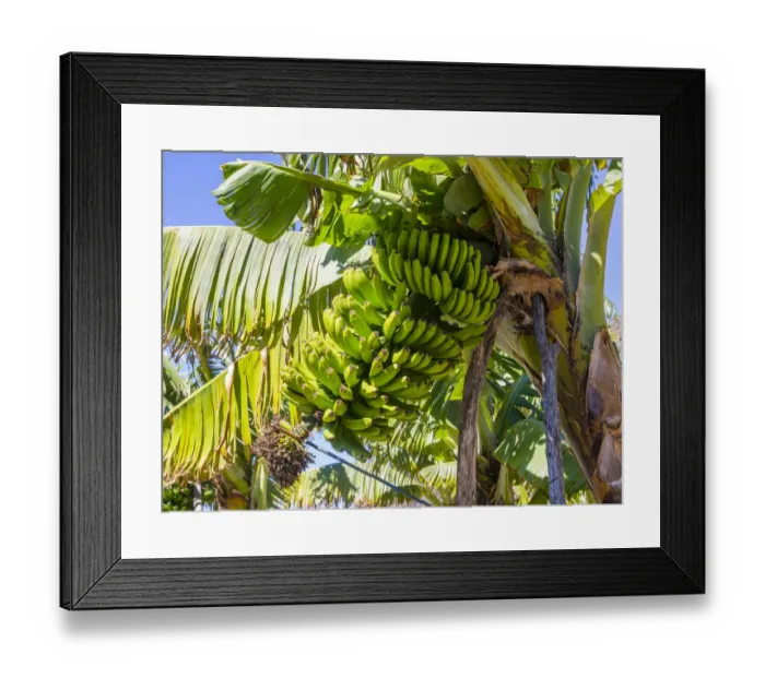 Framed Print : Banana plantation, near Tazacorte, La Palma, Canary Islands, Spain Framed Print : Banana plantation, near Tazacorte, La Palma, Canary Islands, Spain