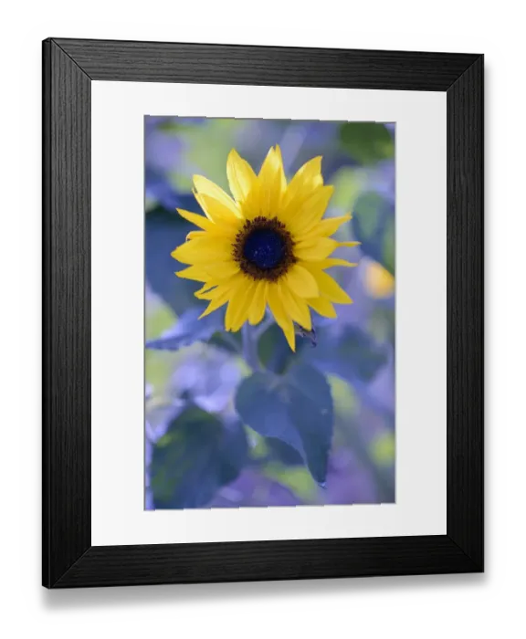 Framed Print : Flowering sunflower Framed Print : Flowering sunflower