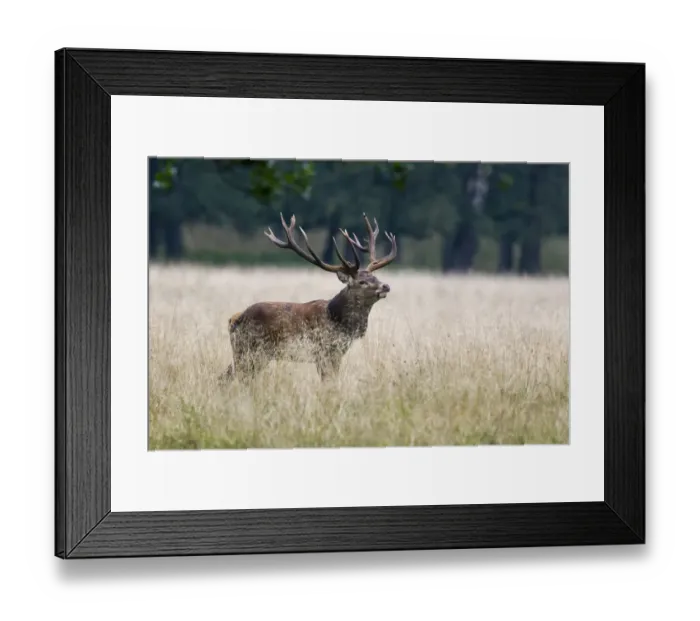 Framed Print : Red deer -Cervus elaphus-, stag, Copenhagen, Denmark Framed Print : Red deer -Cervus elaphus-, stag, Copenhagen, Denmark