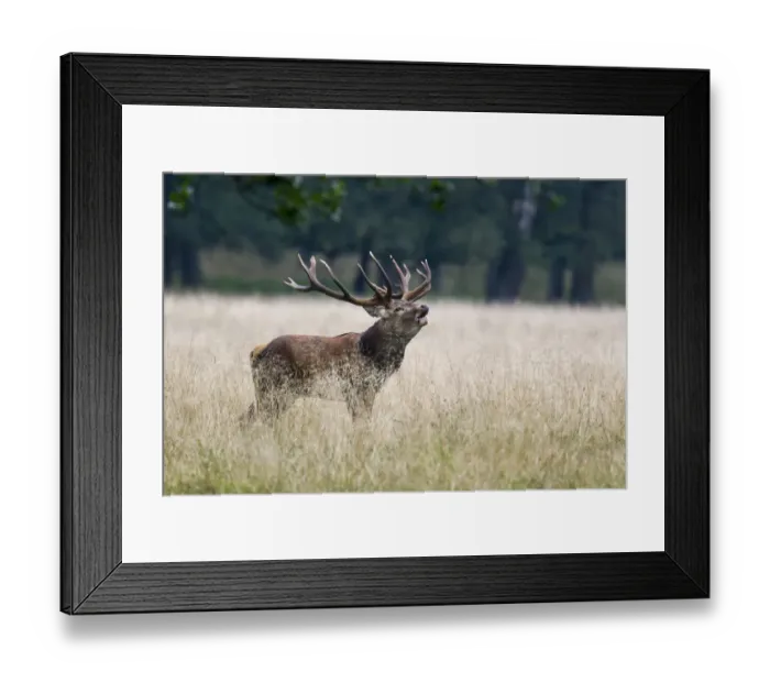 Framed Print : Red deer -Cervus elaphus-, stag, Copenhagen, Denmark Framed Print : Red deer -Cervus elaphus-, stag, Copenhagen, Denmark