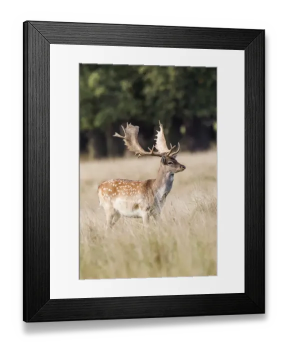 Framed Print : Fallow Deer -Dama dama-, Copenhagen, Denmark Framed Print : Fallow Deer -Dama dama-, Copenhagen, Denmark