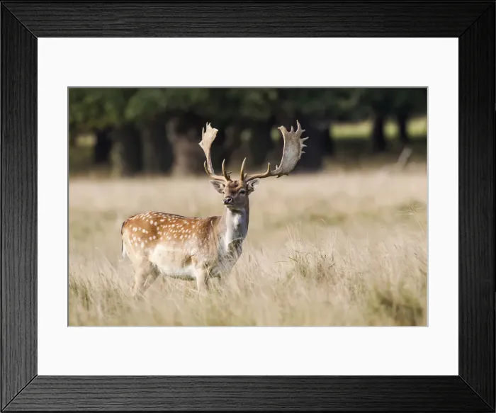 Framed Print : Fallow Deer -Dama dama-, Copenhagen, Denmark Framed Print : Fallow Deer -Dama dama-, Copenhagen, Denmark