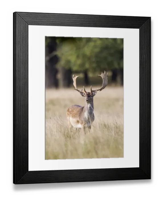 Framed Print : Fallow Deer -Dama dama-, Copenhagen, Denmark