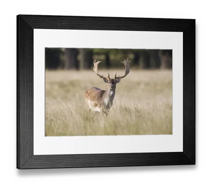 Framed Print : Fallow Deer -Dama dama-, Copenhagen, Denmark Framed Print : Fallow Deer -Dama dama-, Copenhagen, Denmark
