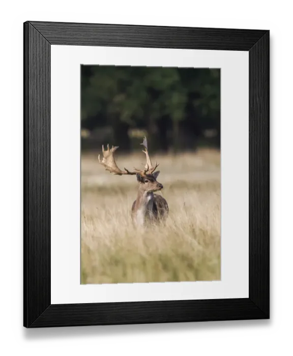 Framed Print : Fallow Deer -Dama dama-, Copenhagen, Denmark Framed Print : Fallow Deer -Dama dama-, Copenhagen, Denmark