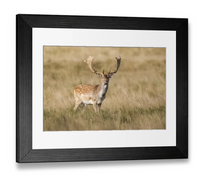 Framed Print : Fallow Deer -Dama dama-, Copenhagen, Denmark Framed Print : Fallow Deer -Dama dama-, Copenhagen, Denmark