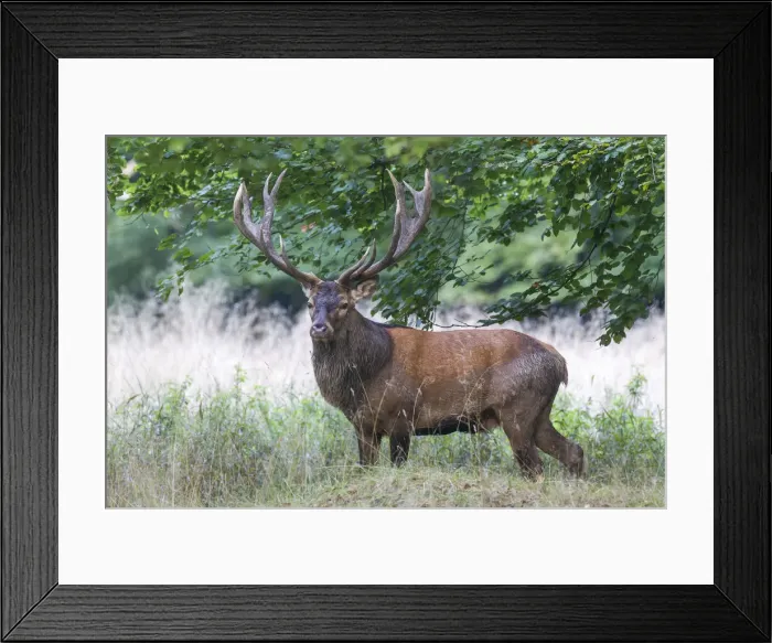 Framed Print : Red Deer -Cervus elaphus-, stag, Copenhagen, Denmark Framed Print : Red Deer -Cervus elaphus-, stag, Copenhagen, Denmark
