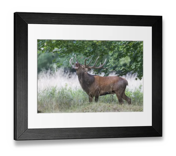 Framed Print : Red Deer -Cervus elaphus-, stag, Copenhagen, Denmark Framed Print : Red Deer -Cervus elaphus-, stag, Copenhagen, Denmark