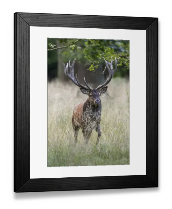 Framed Print : Red Deer -Cervus elaphus-, stag, Copenhagen, Denmark Framed Print : Red Deer -Cervus elaphus-, stag, Copenhagen, Denmark