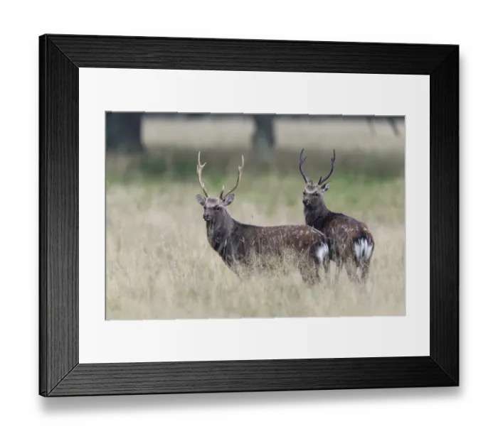 Framed Print : Sika Deer -Cervus nippon-, Copenhagen, Denmark Framed Print : Sika Deer -Cervus nippon-, Copenhagen, Denmark