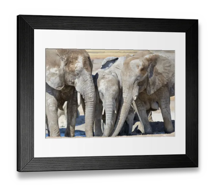Framed Print : African Elephants -Loxodonta africana-, covered with dried mud, drinking at Newbroni waterhole, Etosha National Park, Namibia Framed Print : African Elephants -Loxodonta africana-, covered with dried mud, drinking at Newbroni waterhole, Etosha National Park, Namibia