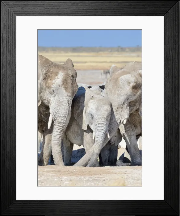 Framed Print : African Elephants -Loxodonta africana-, covered with dried mud, drinking at Newbroni waterhole, Etosha National Park, Namibia Framed Print : African Elephants -Loxodonta africana-, covered with dried mud, drinking at Newbroni waterhole, Etosha National Park, Namibia