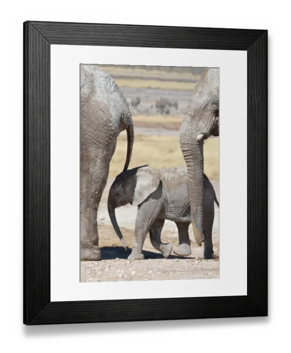Framed Print : African Elephants -Loxodonta africana-, a baby surrounded by two adults, at Newbroni waterhole, Etosha National Park, Namibia Framed Print : African Elephants -Loxodonta africana-, a baby surrounded by two adults, at Newbroni waterhole, Etosha National Park, Namibia