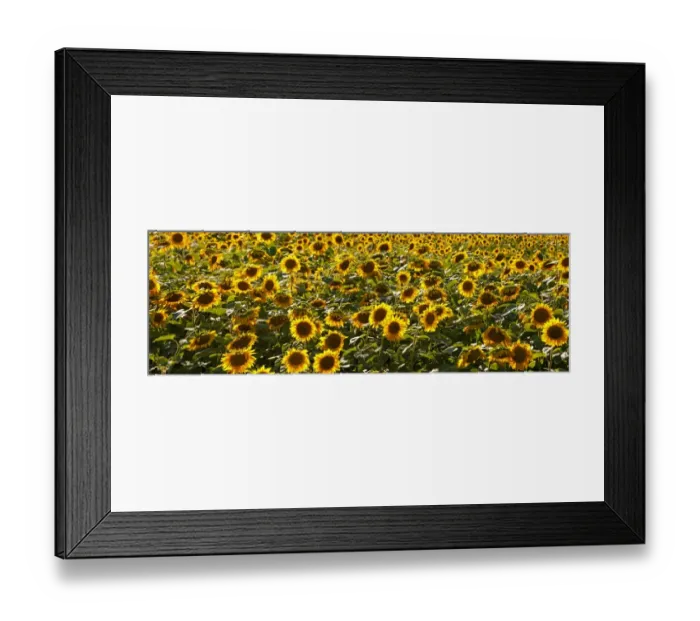 Framed Print : Field of sunflowers, Canada Framed Print : Field of sunflowers, Canada
