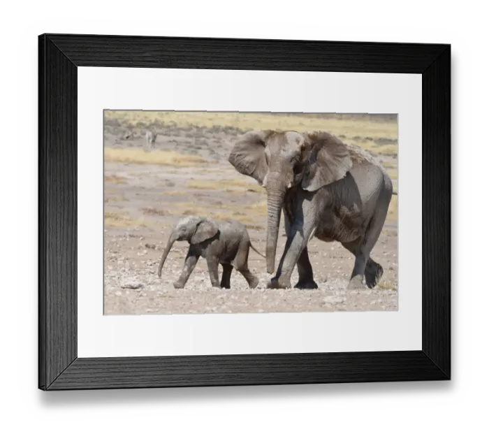 Framed Print : African Elephant -Loxodonta africana-, female and her baby, covered with mud, at Newbroni waterhole, Etosha National Park, Namibia