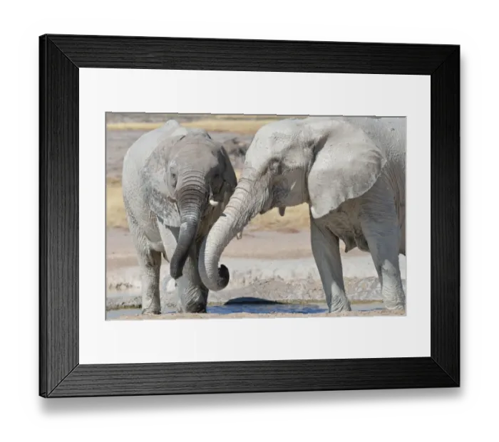 Framed Print : Two young African Elephants -Loxodonta africana-, covered in mud, drinking at Newbroni waterhole, Etosha National Park, Namibia Framed Print : Two young African Elephants -Loxodonta africana-, covered in mud, drinking at Newbroni waterhole, Etosha National Park, Namibia