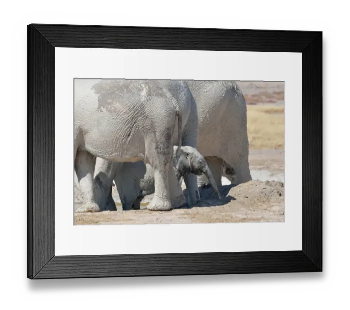 Framed Print : African Elephant baby -Loxodonta africana-, at the back of the herd, covered with mud, at Newbroni waterhole, Etosha National Park, Namibia Framed Print : African Elephant baby -Loxodonta africana-, at the back of the herd, covered with mud, at Newbroni waterhole, Etosha National Park, Namibia
