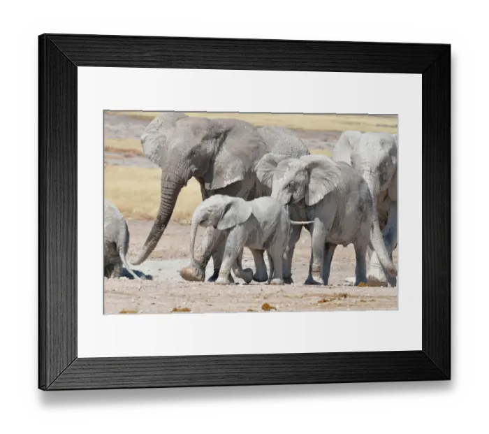 Framed Print : African Elephants -Loxodonta africana-, covered with mud, near Newbroni waterhole, Etosha National Park, Namibia Framed Print : African Elephants -Loxodonta africana-, covered with mud, near Newbroni waterhole, Etosha National Park, Namibia