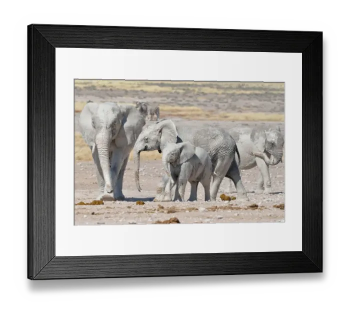 Framed Print : African Elephants -Loxodonta africana-, covered with mud, near Newbroni waterhole, Etosha National Park, Namibia Framed Print : African Elephants -Loxodonta africana-, covered with mud, near Newbroni waterhole, Etosha National Park, Namibia