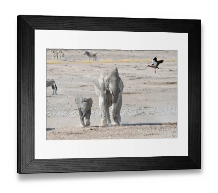 Framed Print : African Elephant -Loxodonta africana- with young, and Egyptian Goose -Alopochen aegyptiacus-, in flight, Newbroni waterhole, Etosha National Park, Namibia Framed Print : African Elephant -Loxodonta africana- with young, and Egyptian Goose -Alopochen aegyptiacus-, in flight, Newbroni waterhole, Etosha National Park, Namibia