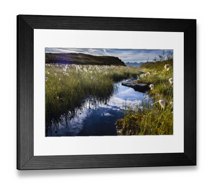 Framed Print : Cotton Grass -Eriophorum- with stream and mountains, Gargellen, Montafon, Vorarlberg, Austria Framed Print : Cotton Grass -Eriophorum- with stream and mountains, Gargellen, Montafon, Vorarlberg, Austria