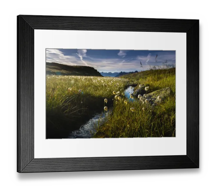 Framed Print : Cotton Grass -Eriophorum- with stream and mountain peaks, Gargellen, Montafon, Vorarlberg, Austria Framed Print : Cotton Grass -Eriophorum- with stream and mountain peaks, Gargellen, Montafon, Vorarlberg, Austria