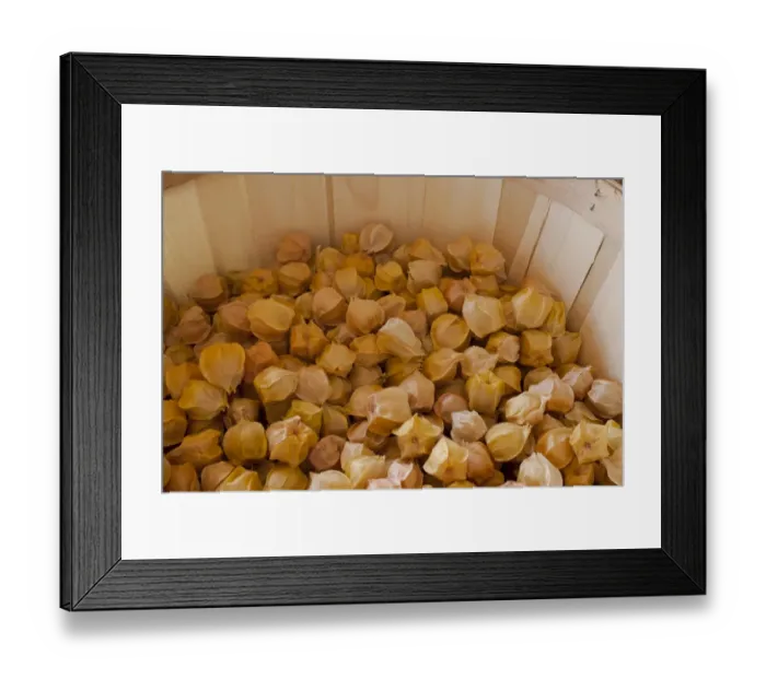 Framed Print : Groundcherries Framed Print : Groundcherries