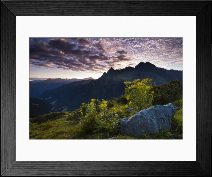 Framed Print : Sunrise, Wood Ragwort -Senecio ovatus- at the front, Gargellen, Montafon, Vorarlberg, Austria Framed Print : Sunrise, Wood Ragwort -Senecio ovatus- at the front, Gargellen, Montafon, Vorarlberg, Austria