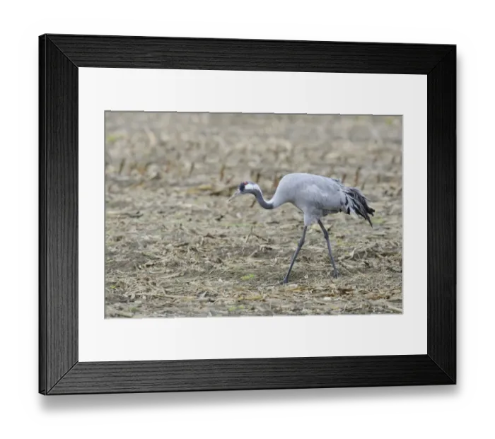 Framed Print : Common Crane -Grus grus-, Brandenburg, Germany Framed Print : Common Crane -Grus grus-, Brandenburg, Germany