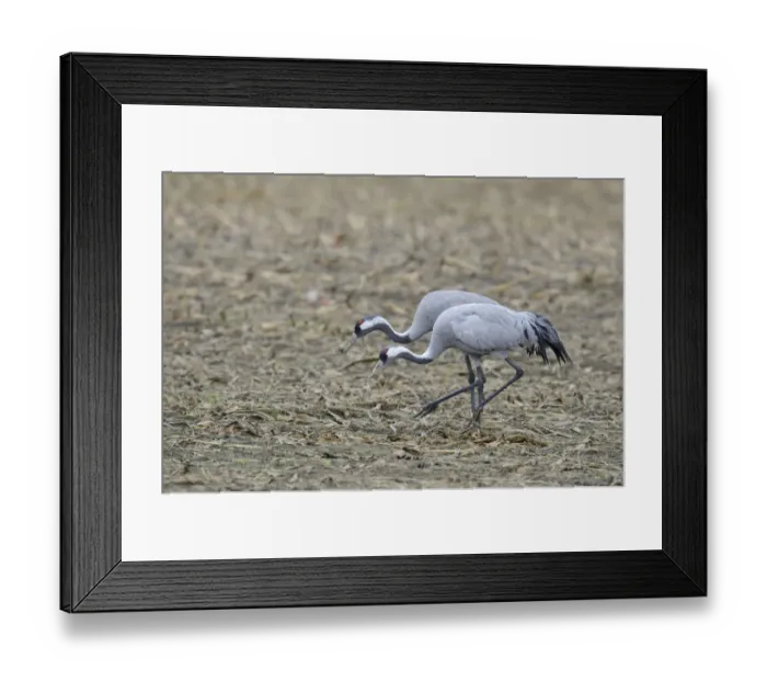 Framed Print : Common Cranes -Grus grus-, Brandenburg, Germany Framed Print : Common Cranes -Grus grus-, Brandenburg, Germany