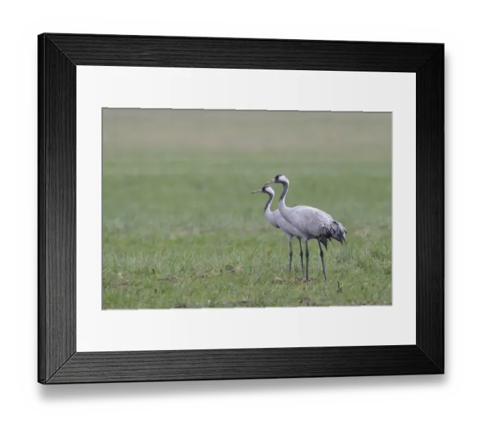 Framed Print : Common Cranes -Grus grus-, Brandenburg, Germany