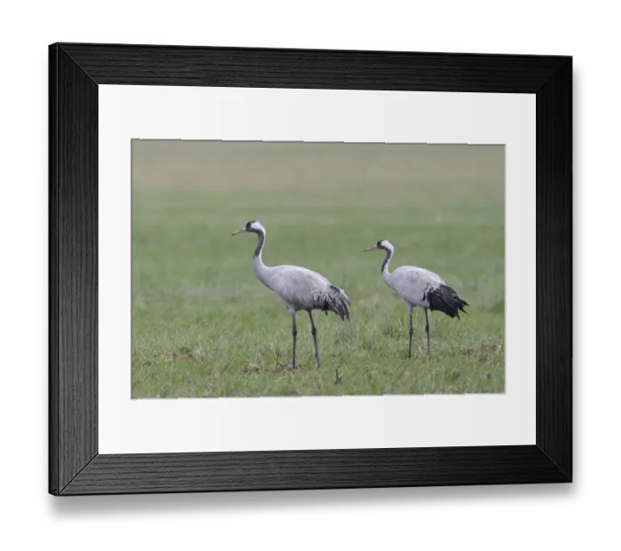 Framed Print : Common Cranes -Grus grus-, Brandenburg, Germany