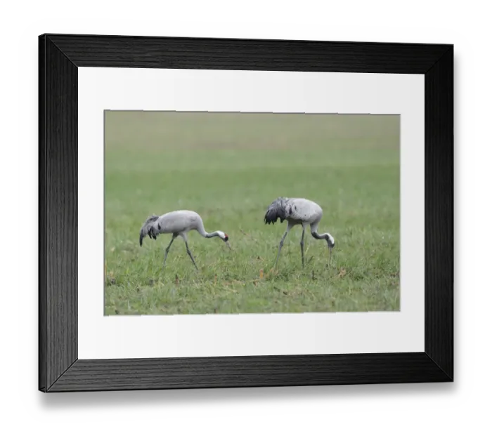 Framed Print : Common Cranes -Grus grus-, Brandenburg, Germany Framed Print : Common Cranes -Grus grus-, Brandenburg, Germany