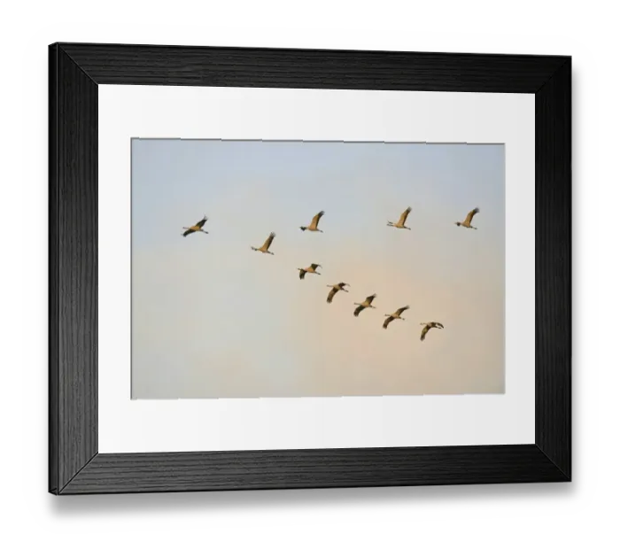 Framed Print : Common Cranes -Grus grus- in flight, Brandenburg, Germany Framed Print : Common Cranes -Grus grus- in flight, Brandenburg, Germany