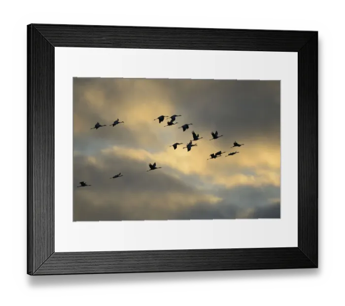 Framed Print : Common Cranes -Grus grus- in flight, Brandenburg, Germany