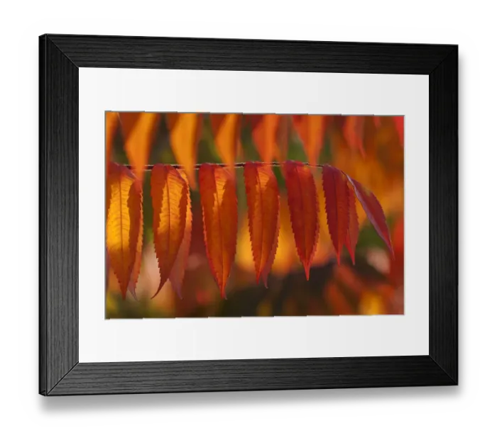 Framed Print : Staghorn Sumac -Rhus typhina-, autumnal foliage, Germany Framed Print : Staghorn Sumac -Rhus typhina-, autumnal foliage, Germany