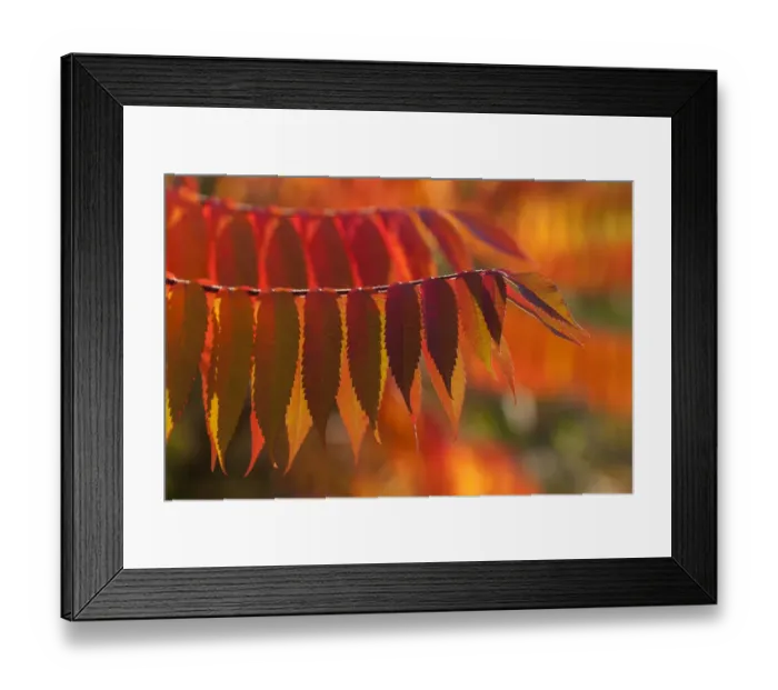 Framed Print : Staghorn Sumac -Rhus typhina-, autumnal foliage, Germany Framed Print : Staghorn Sumac -Rhus typhina-, autumnal foliage, Germany