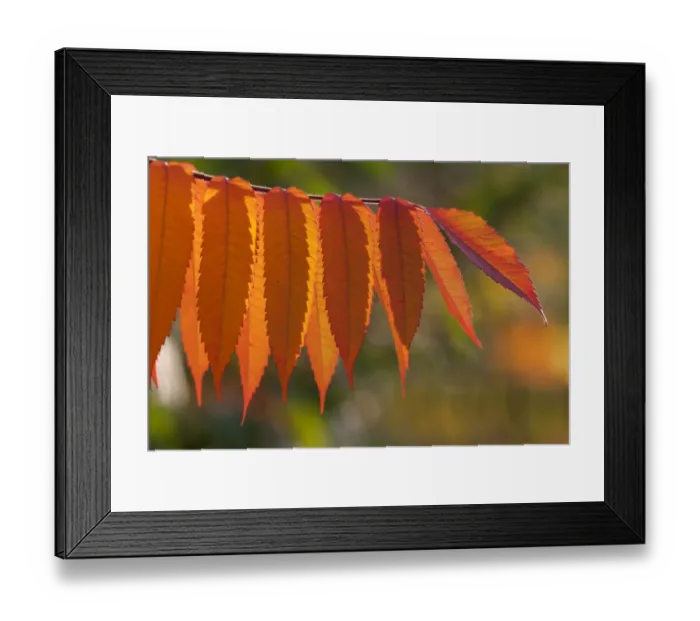 Framed Print : Staghorn Sumac -Rhus typhina-, autumnal foliage, Germany