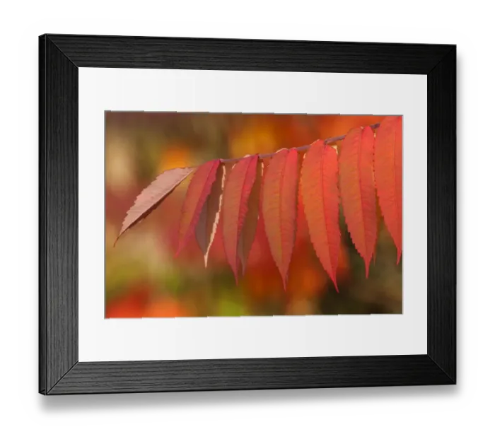 Framed Print : Staghorn Sumac -Rhus typhina-, autumnal foliage, Germany