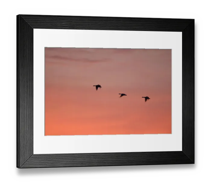 Framed Print : Greylag Geese -Anser anser-, Brandenburg, Germany Framed Print : Greylag Geese -Anser anser-, Brandenburg, Germany