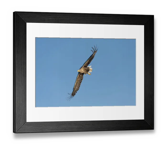 Framed Print : White-tailed Eagle or Sea Eagle -Haliaeetus albicilla-, in flight, Mecklenburg Lake District, Mecklenburg-Western Pomerania, Germany Framed Print : White-tailed Eagle or Sea Eagle -Haliaeetus albicilla-, in flight, Mecklenburg Lake District, Mecklenburg-Western Pomerania, Germany